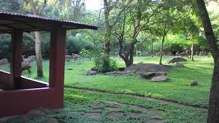 Jungle Retreat Masinagudi-  Deer flock