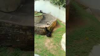 Aggressive monkey throws everything #viral #trending #animals #animalshorts #shortsvideo #monkey