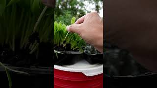 Cheap \u0026 Easy Garden Ideas for Hydroponics