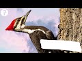 woodpeckers in rhode island 10 species to try and spot