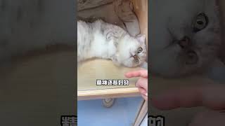 有人想领养银渐层吗？ #领养猫咪 #领养银渐层 #流浪猫救助