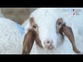 عساف من اسبانيا assaf sheep. livestock genetics from spain