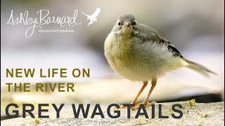 Grey Wagtails bring new life to the river - Wildlife Photography