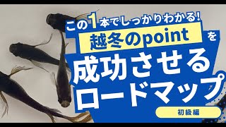 【初めての越冬が不安】メダカの冬越し成功のコツと注意点を徹底解説！