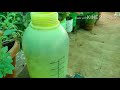 பாரிஜாதம் பராமரிப்பு மொட்டு உதிர்தல் parijatham plant care mj