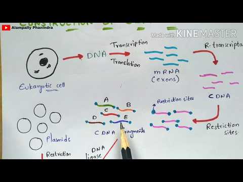 What are steps involved in preparation of cDNA libraries?