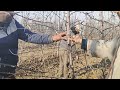 Pruning of High Density Apple Trees in Kashmir