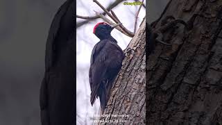 Woodpeckers#woodpeaker #birds #shortvideo