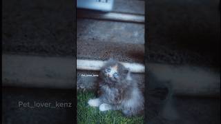 തിളങ്ങുന്ന കണ്ണുകൾ കണ്ടിട്ടുണ്ടോ 😍👌 #persiancat #cat #catlover #shortvideo #malayalam