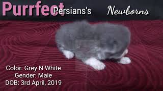 Purrfect Persians's 'Toto': Grey  and white persian male kitten