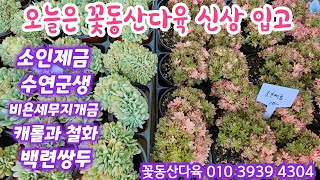 오늘은 꽃동산다육 신상과 인기쟁이들 입고💕 소인제금 수연군생 비욘세무지개금 캐롤과철화 듯💕 꽃동산다육 010 3939 4304 전국택배가능 유료광고포함