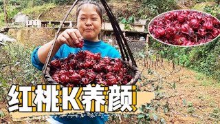 小曾帶老羅去摘紅桃k，現摘現煮，色澤鮮豔，味道還不錯【侗家老羅】