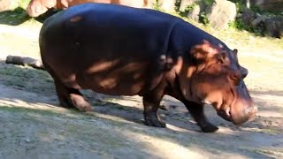 Walking Hippo: A Majestic Sight