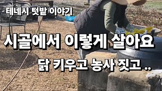 [미국 테네시]  🌱 미국 테네시에 한국 토종이 살아요. #이민생활 #시골생활 #겨울이야기