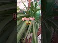 funny foodie recipe vatika sgarden youtubeshorts gardenplants flowers food ytshorts viral