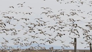 150404 Snow Geese 雪雁群