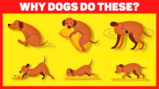 Strange Dog Behaviors Explained