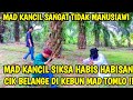 BANG REY LAMPUNG || MAD KANCIL HAJAR HABIS HABISAN CIK BELANGE DI KEBUN SAWIT MAD TOMLO  !!!