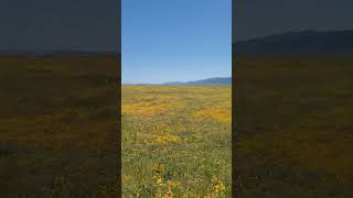 Carizo Super Bloom 2023