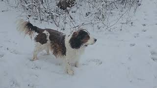 Look what's arrived.   A SNOWY wander through the trails. Edward tries to make a snow Teddoe angel