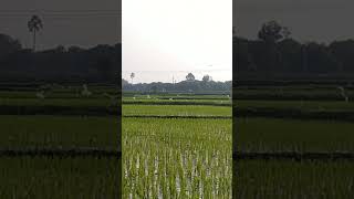 Cranes in paddy field