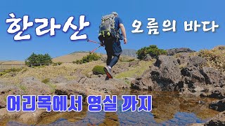 [4K] 한라산에서 오름의 바다를 보다. 영실 어리목 코스.