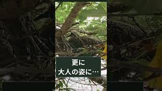 ハトの巣立ち③最終章