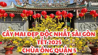 CÂY MAI ĐẸP ĐỘC NHẤT SÀI GÒN TẾT 2025: HOA NỞ CHI CHÍT Ở GỐC RỄ LÊN TỚI NGỌN TẠI CHÙA ÔNG QUẬN 5