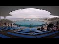 鴨川シーワールド２０１８　シャチパフォーマンス８５　goproで冬のオースタをタイムラプスで撮ってみた　killer whale show