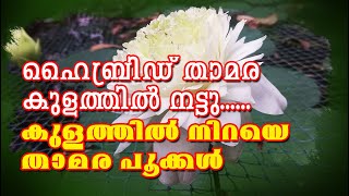 ഹൈബ്രിഡ് താമര കുളത്തില്‍ നട്ടു /കുളത്തില്‍ നിറയെ താമര പൂക്കള്‍#Lot of flowers on our hybrid lotus