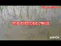 আমন ধান চাষ পদ্ধতি ।আমন ধান রোপণের পূর্বে 3 টি বিষয় অবশ্যই মাথায় রাখতে হবে । আমন ধান ধান