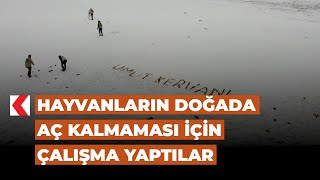 Hayvanların doğada aç kalmaması için çalışma yaptılar