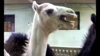 A Ticklish Camel.