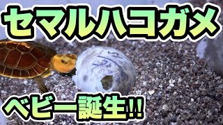 セマルハコガメの赤ちゃんが誕生しました！！