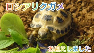 【ロシアリクガメ】はじめまして！お迎えしたベビーの紹介と朝ごはんの様子