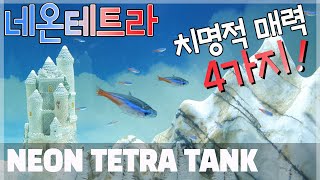 네온테트라의 매력 4가지! | Neon Tetra Tank | 네온테트라키우기