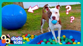Wait! Where’s My BALL?! | Dodo Kids | Funny Dog s
