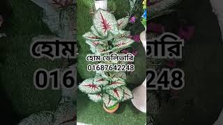 মাত্র ৯৫০ টাকায় রাবারের কচু গাছ,,, হোম ডেলিভারি নিতে কল করুনঃ 01687642248