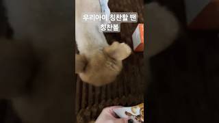 우리 댕댕이 칭찬할 땐 칭찬볼 #댕댕이