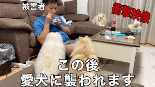 アイスを食べてたら愛犬のポメラニアンに襲われました