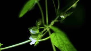 Timelapse of blooming \u0026 unblooming passiflora foetida (markisa utan), the smallest passion flower