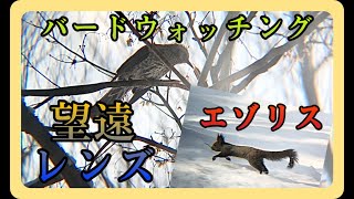 【新メンバー？！】スマホ用望遠レンズで野鳥観察！