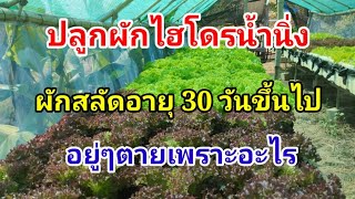 ผักสลัดตาย Hydroponics / #บ้านสวนกิตติธรา #ผักสลัด