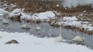 【白鳥の飛来地】田尻池に行ってきた‼２