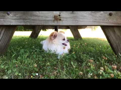 Moment of zen- Fonzi eating some clover Moment of zen- Fonzi eating some clover