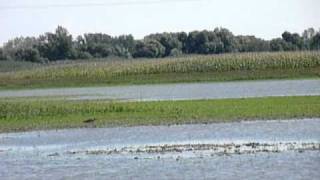 Birding Slovakia - Numenius arquata - Hvizdák veľký