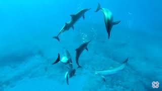 Earth's Most Mysterious Birds & Their Hidden Worlds