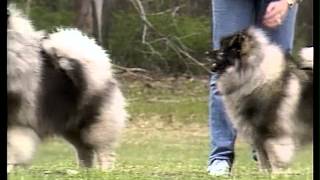 Keeshond - AKC Dog Breed Series