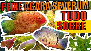 🔴ACARÁ SEVERUM EM AQUÁRIOS: TUDO SOBRE! |Mr. Betta|