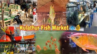 Kulathur Biggest Aquarium Fish Market Chennai start price 20Rs Gold fish 🐠| Food Review Tamil